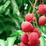 Health Benefits of Litchi Fruit